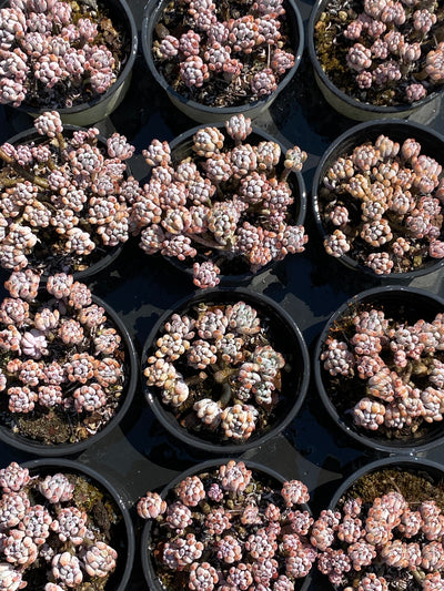 TH607     多肉植物     （25株）セット