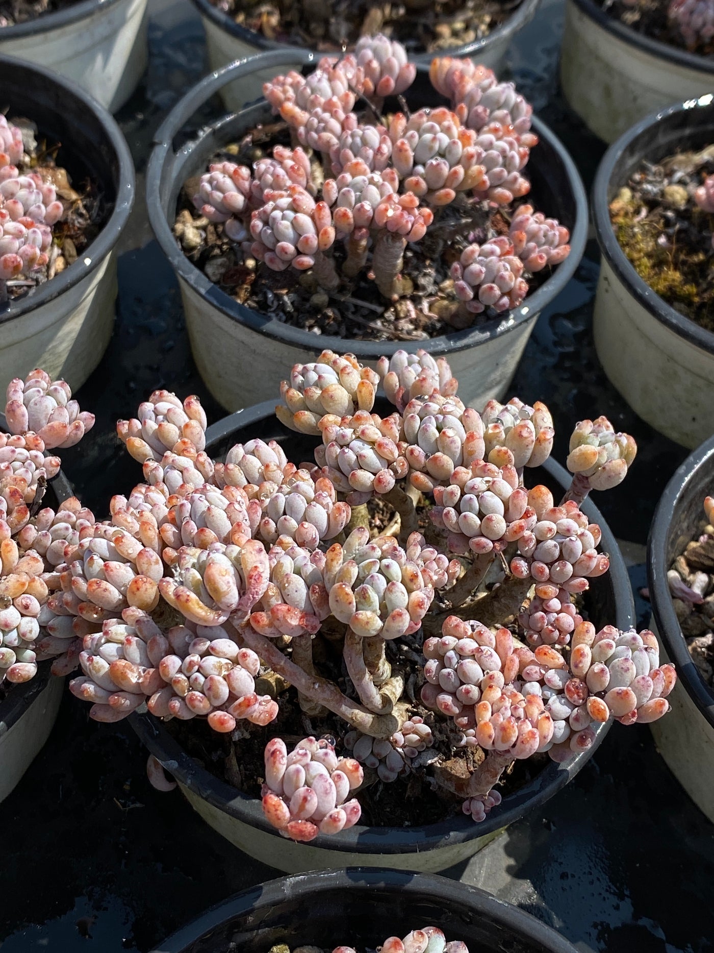 TH607     多肉植物     （25株）セット