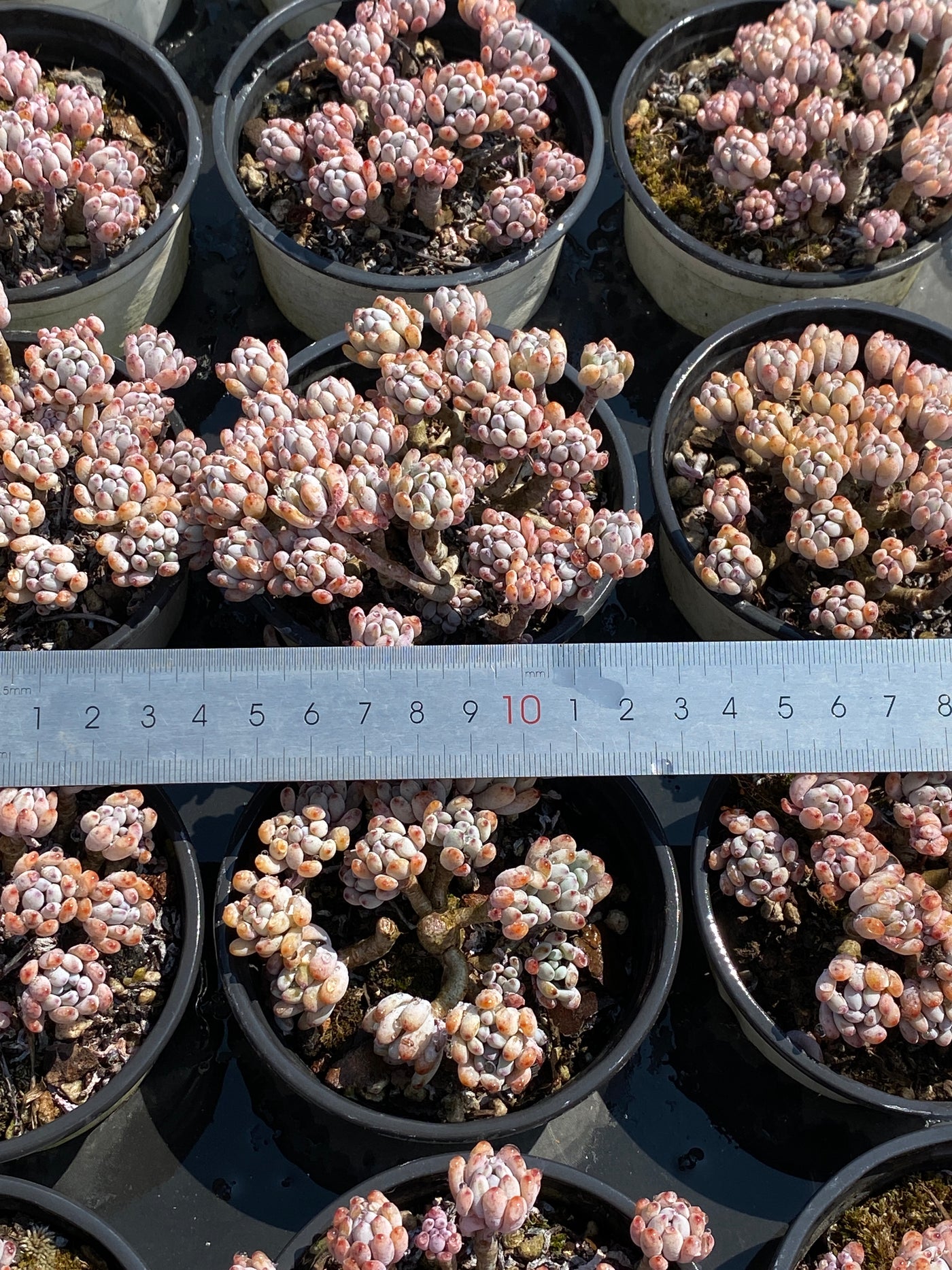 TH607     多肉植物     （25株）セット