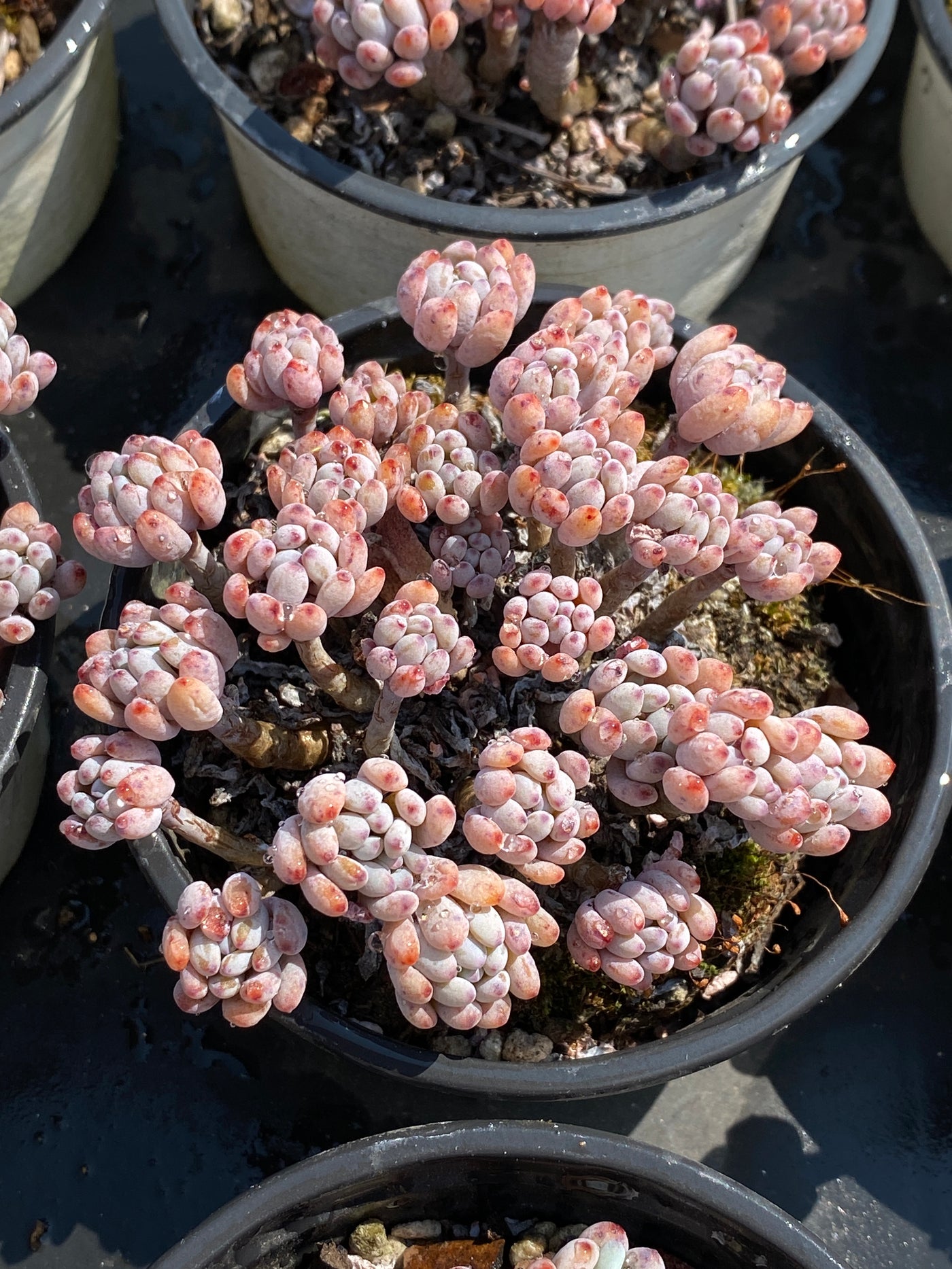 TH607     多肉植物     （25株）セット