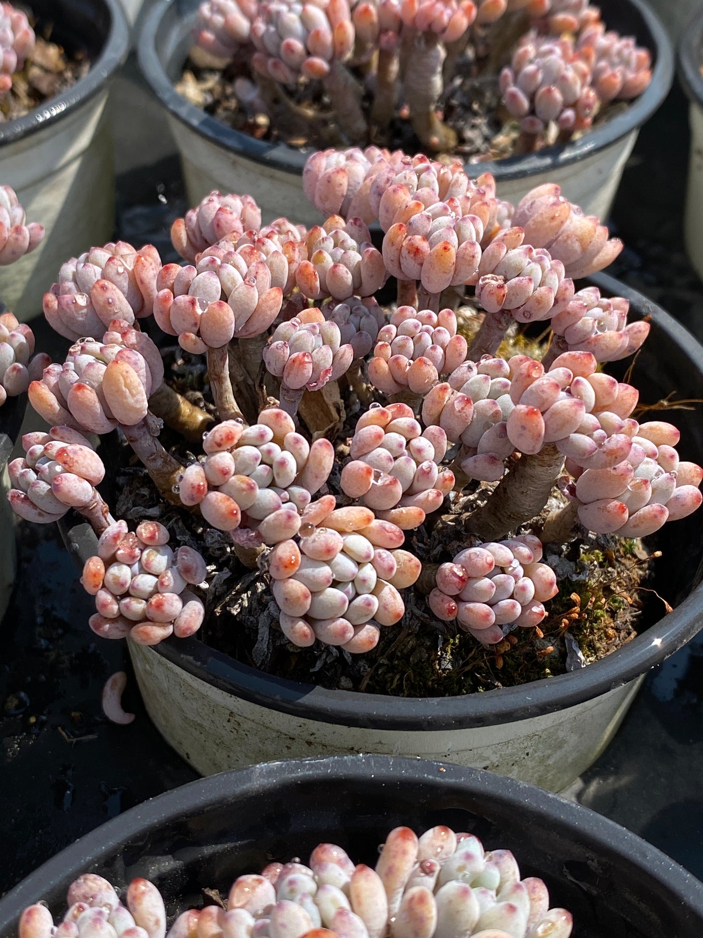 TH607     多肉植物     （25株）セット
