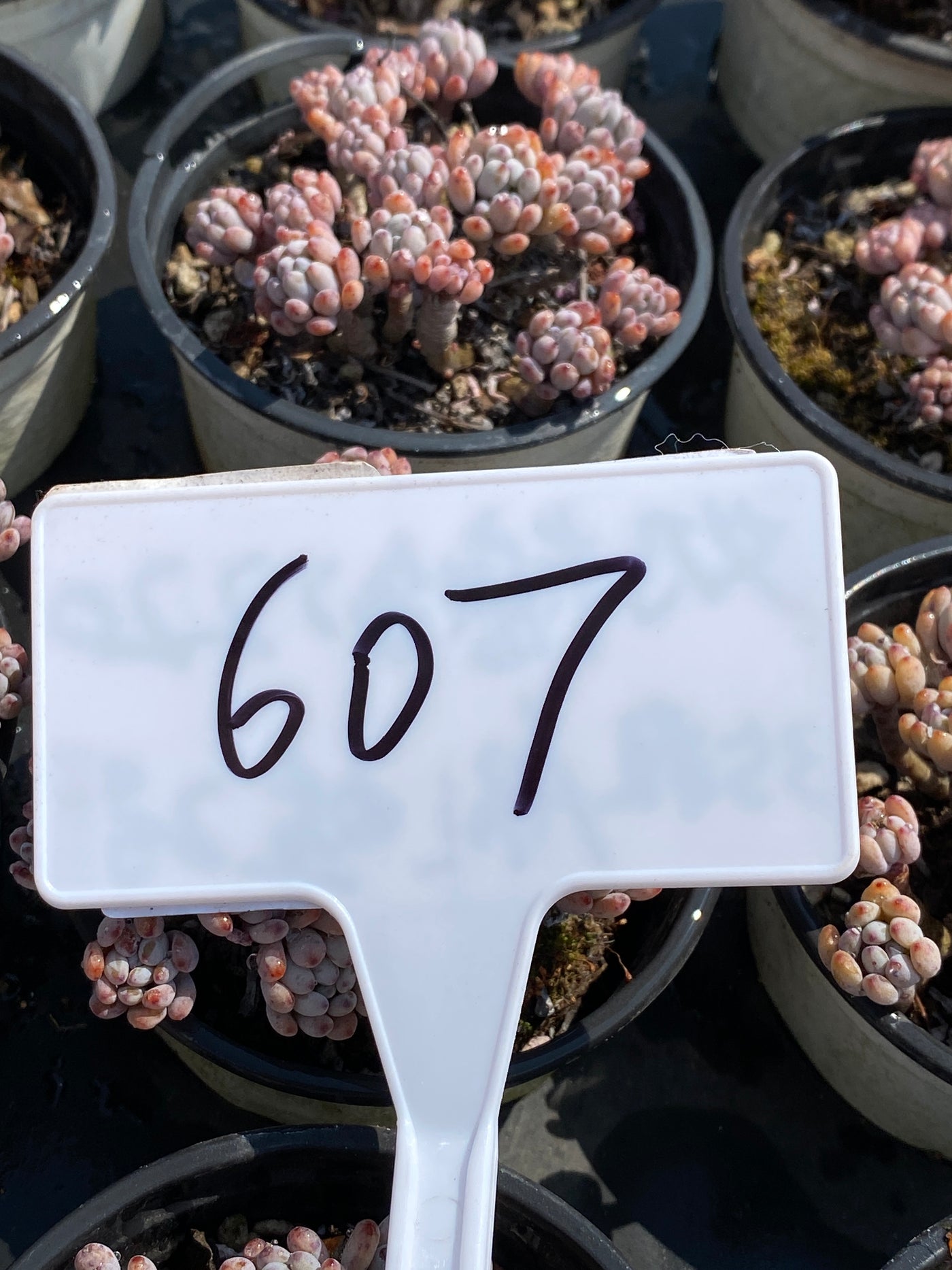 TH607     多肉植物     （25株）セット