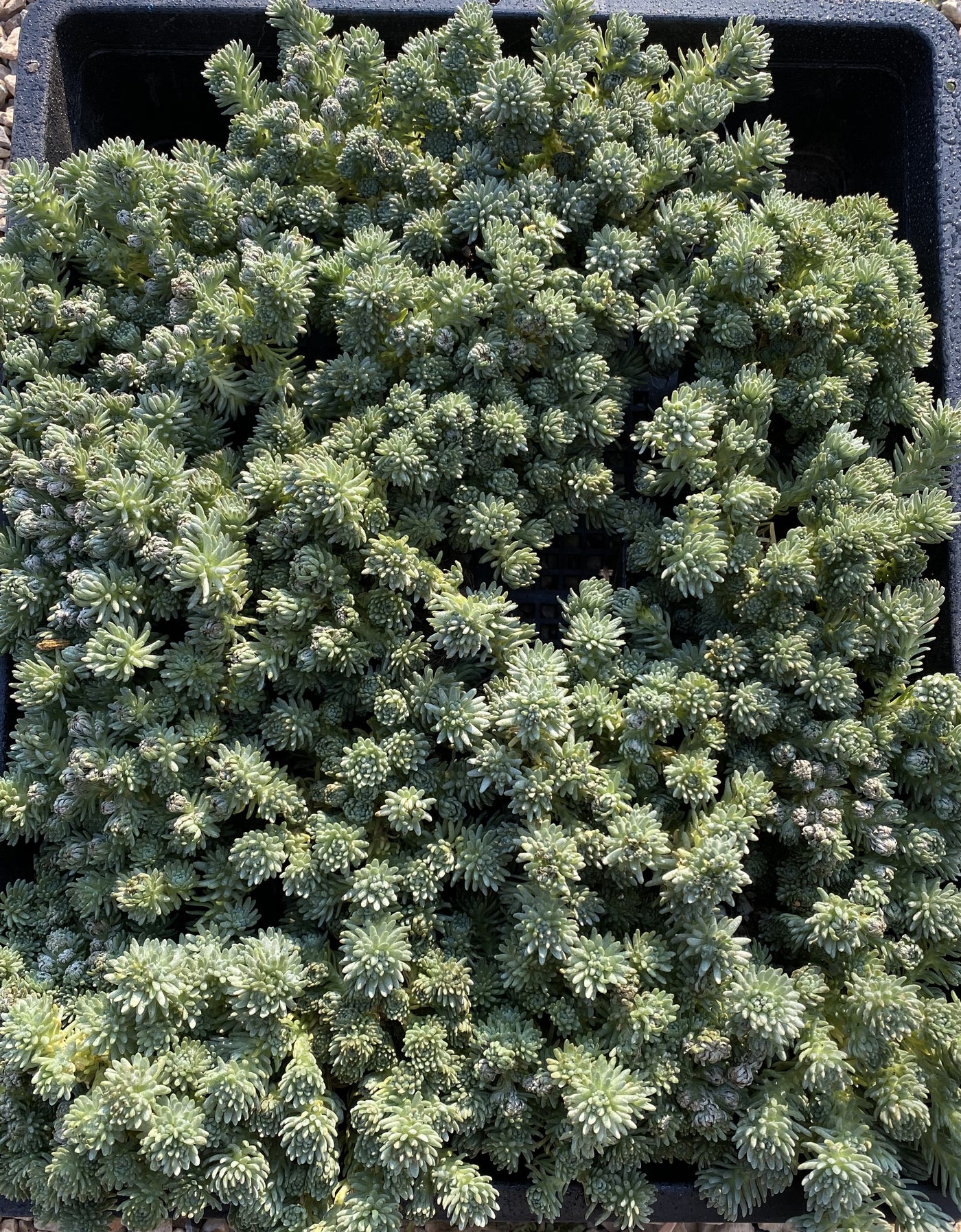 TH698  多肉植物  グリーン松    （28株）セット
