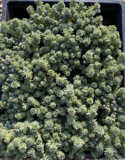 TH698  多肉植物  グリーン松    （28株）セット