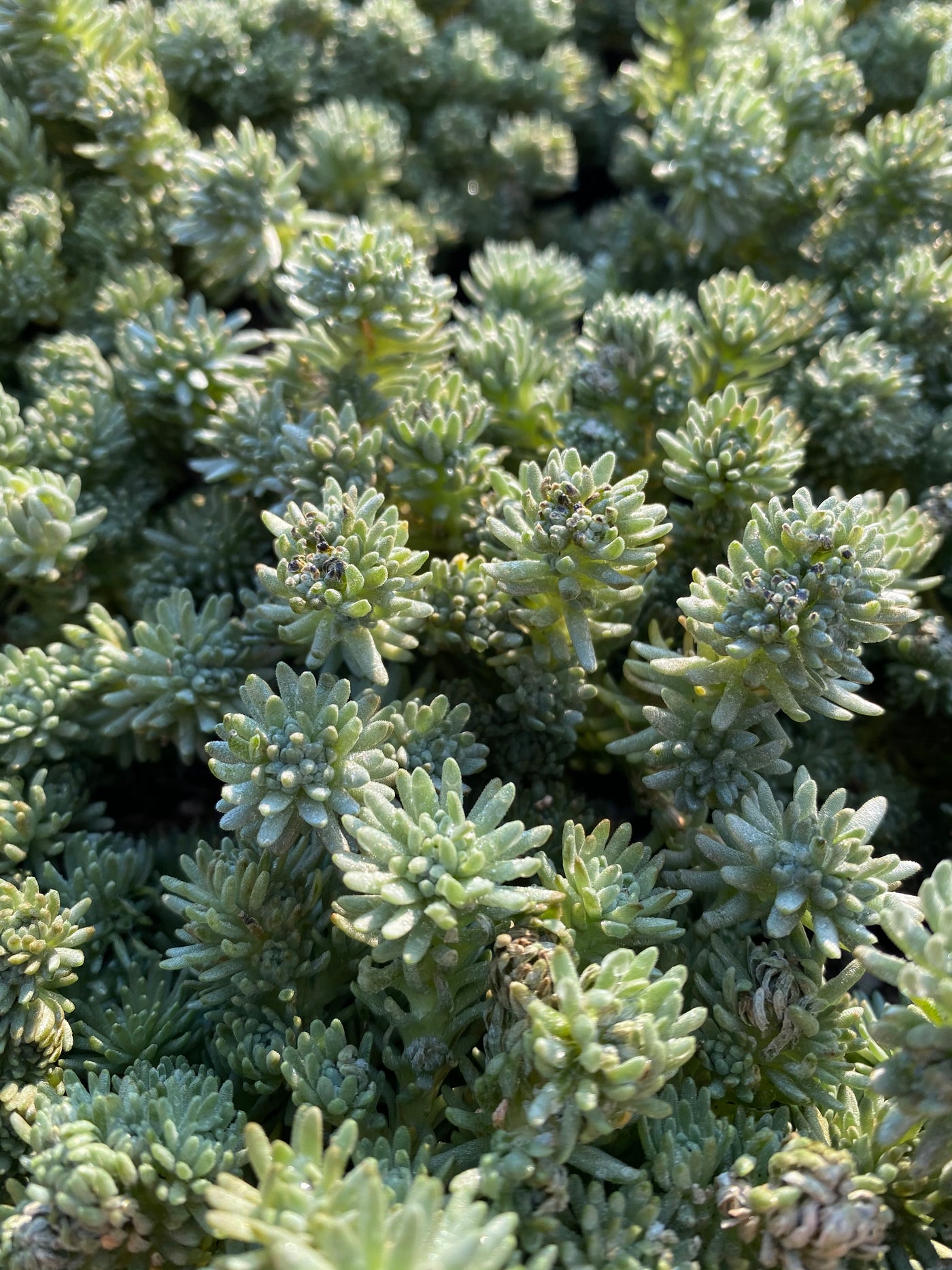 TH698  多肉植物  グリーン松    （28株）セット