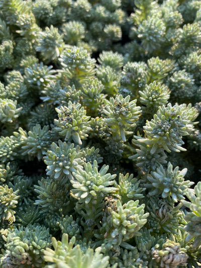 TH698  多肉植物  グリーン松    （28株）セット