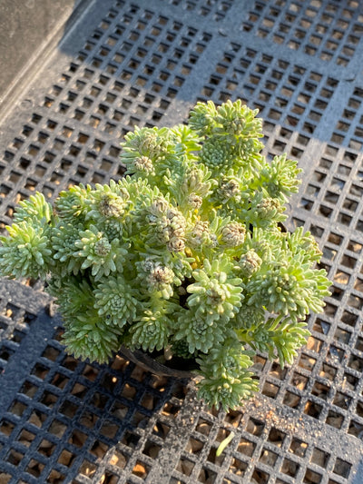 TH698  多肉植物  グリーン松    （28株）セット