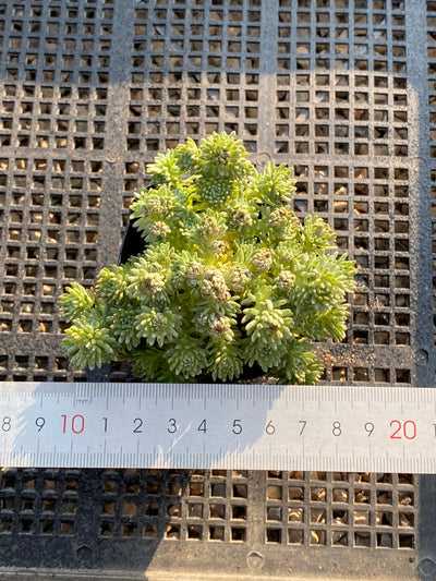 TH698  多肉植物  グリーン松    （28株）セット