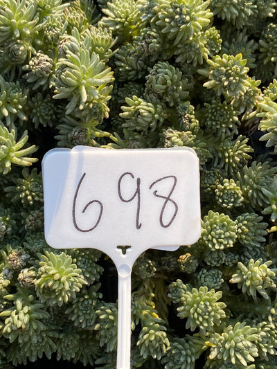 TH698  多肉植物  グリーン松    （28株）セット