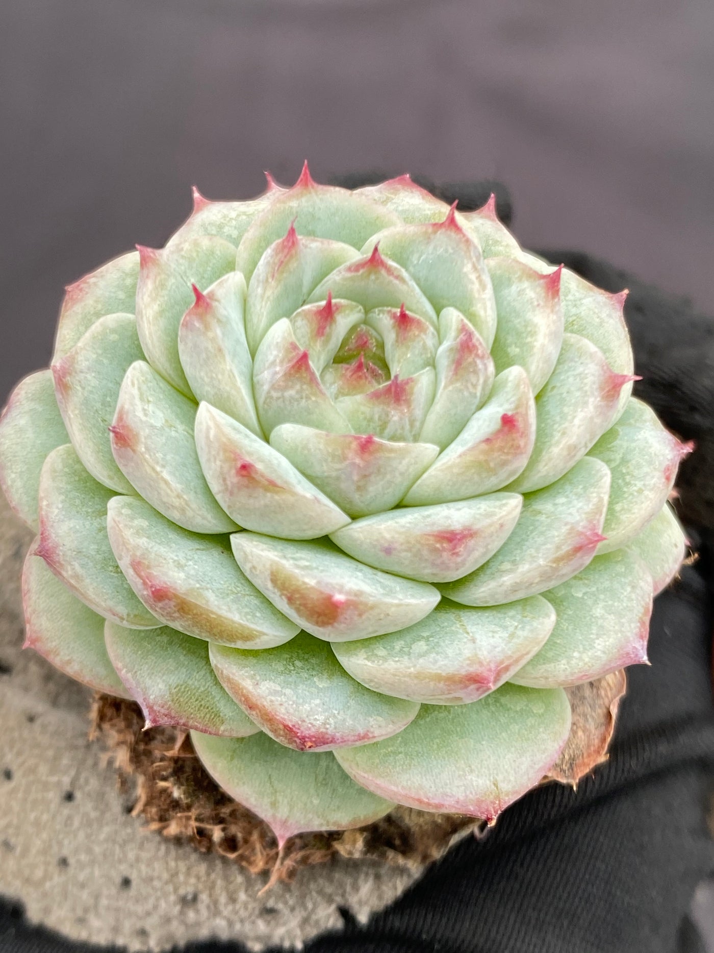 多肉植物 ベルベット 105株セット 品番AB0064