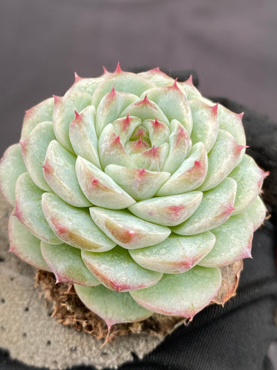 多肉植物 ベルベット 105株セット 品番AB0064