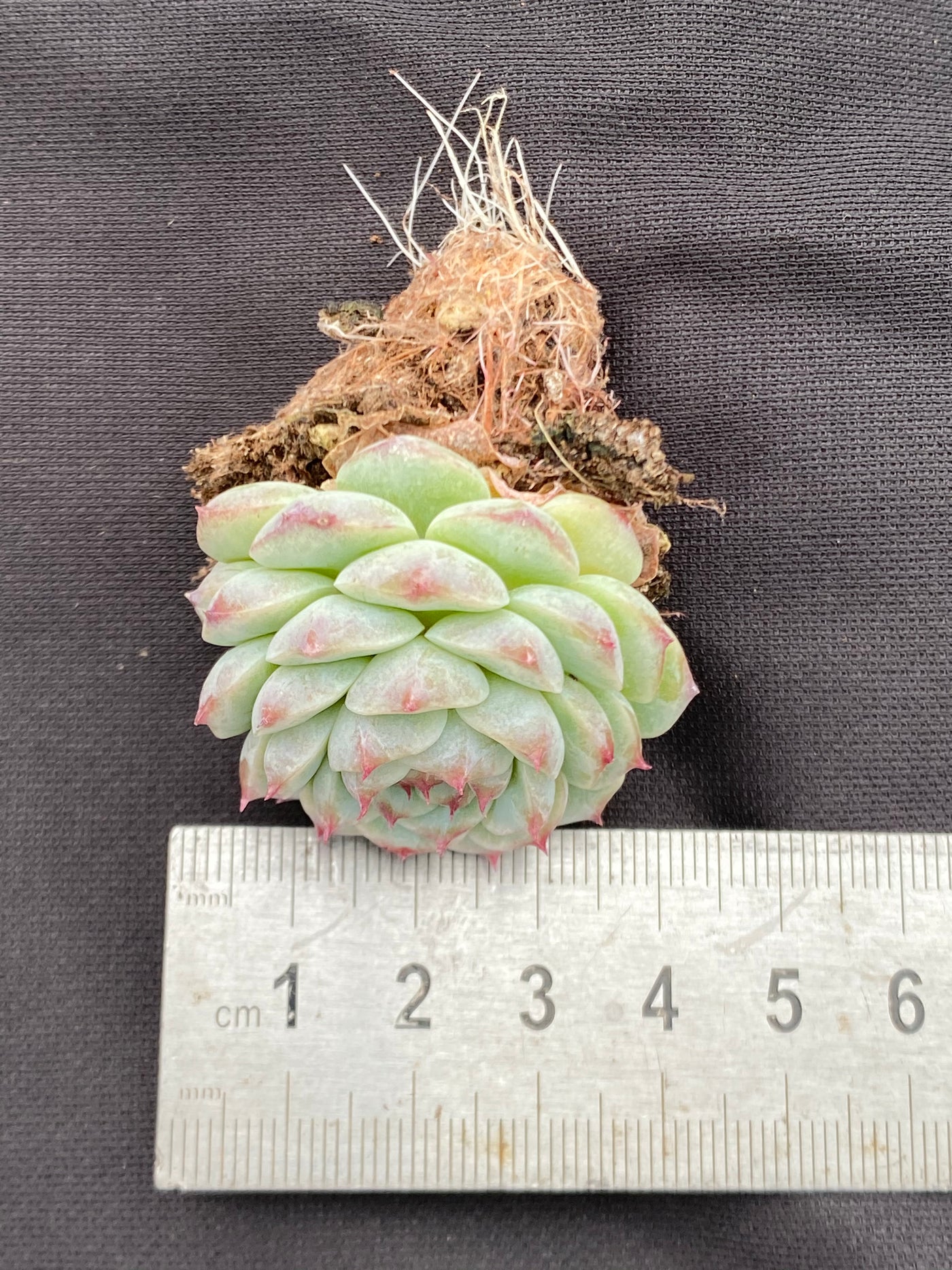 多肉植物 ベルベット 105株セット 品番AB0064