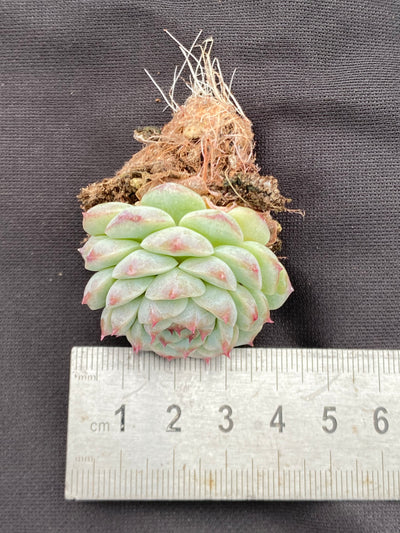 多肉植物 ベルベット 105株セット 品番AB0064