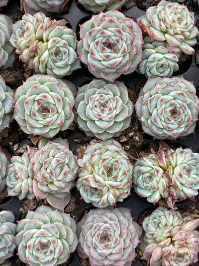 多肉植物 ベルベット 105株セット 品番AB0064