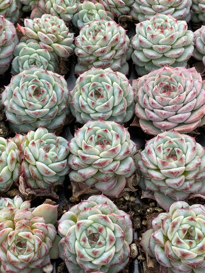 多肉植物 ベルベット 105株セット 品番AB0064