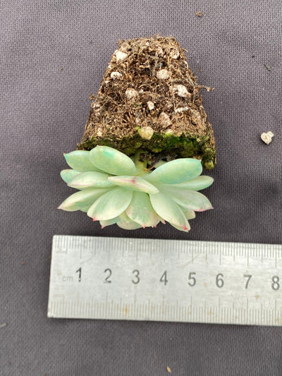 多肉植物 ダイレンキン 72株セット 品番AB0065