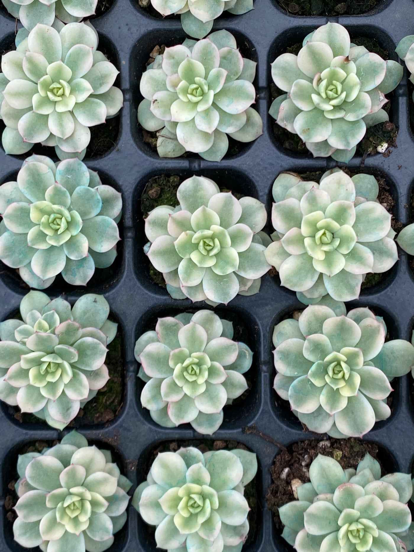 多肉植物 ダイレンキン 72株セット 品番AB0065