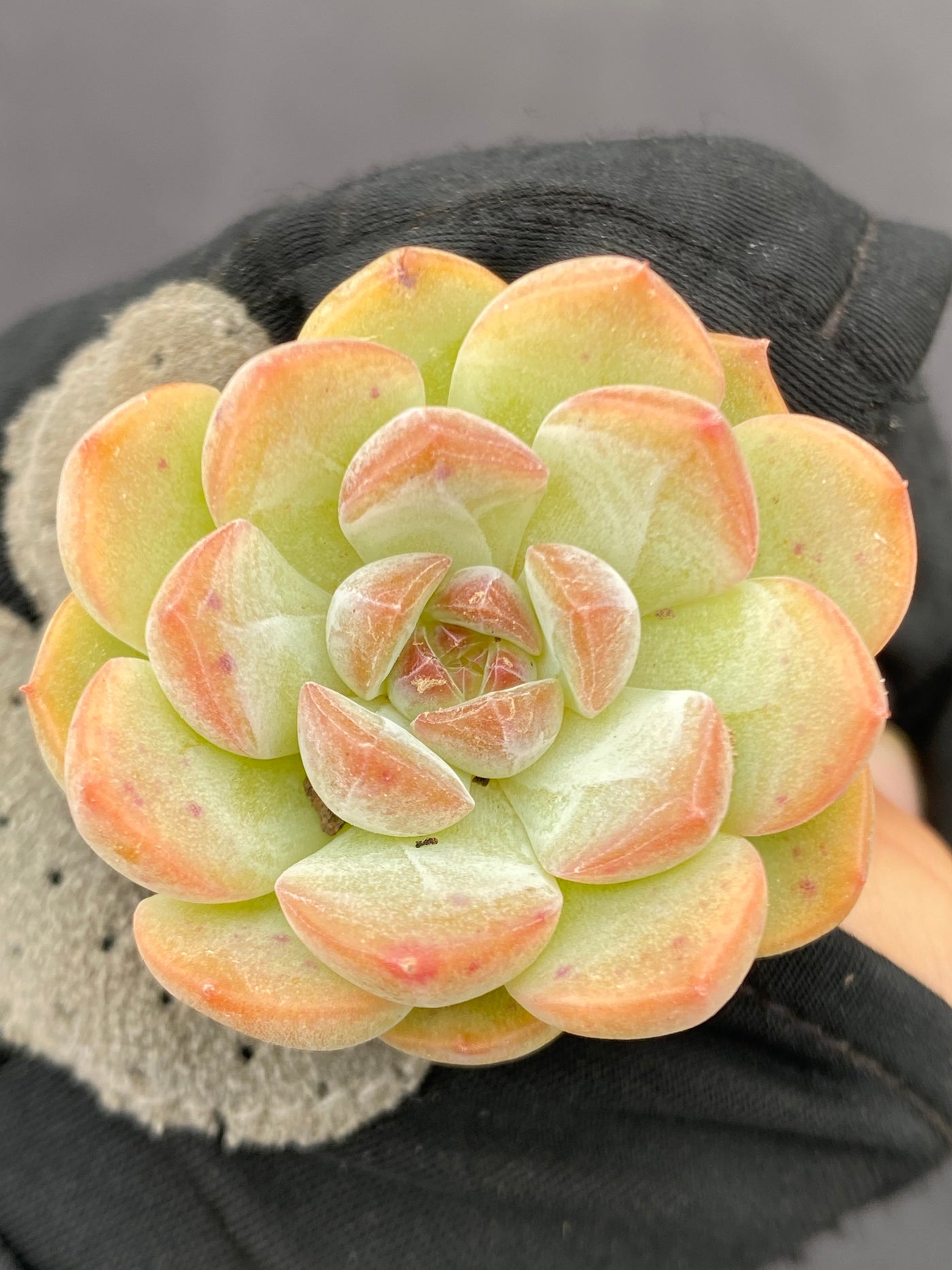 多肉植物 キンシン 105株セット 品番AB0066
