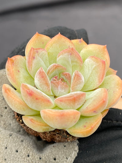 多肉植物 キンシン 105株セット 品番AB0066