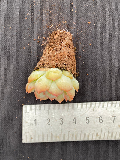 多肉植物 キンシン 105株セット 品番AB0066