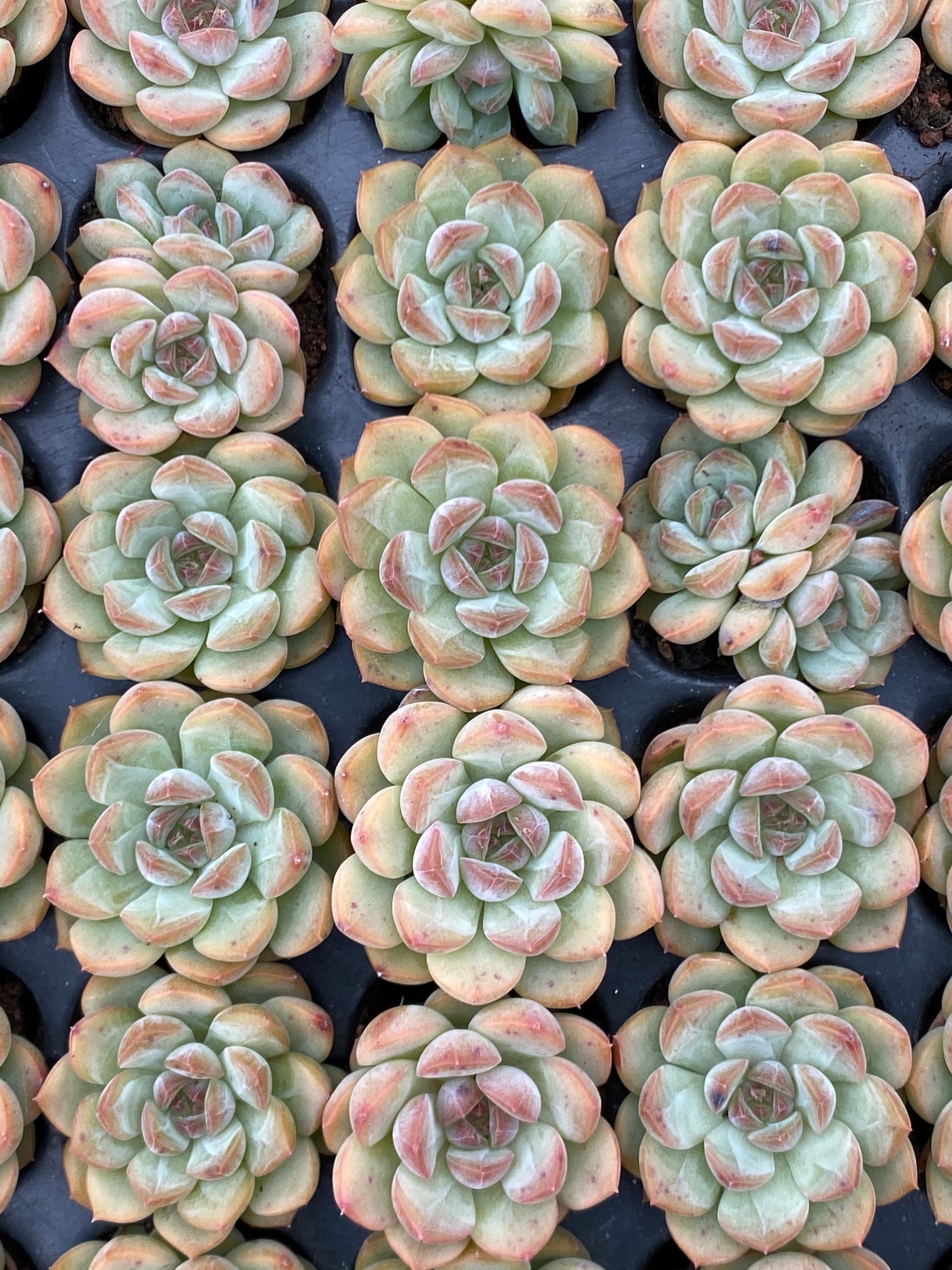 多肉植物 キンシン 105株セット 品番AB0066