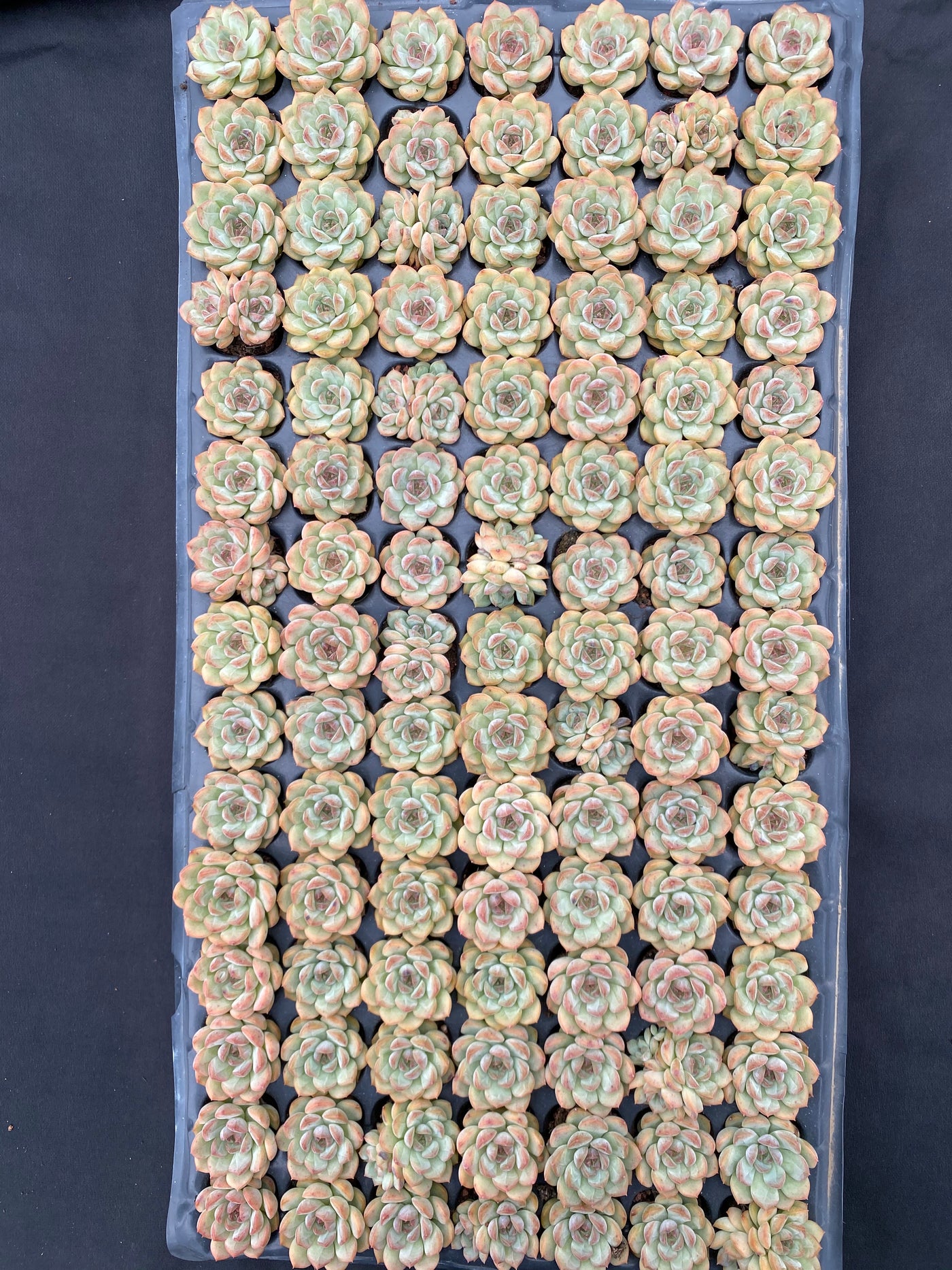 多肉植物 キンシン 105株セット 品番AB0066