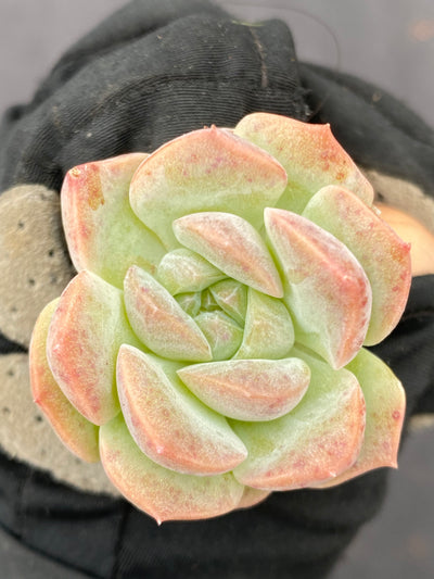 多肉植物 リョウシン 105株セット 品番AB0067