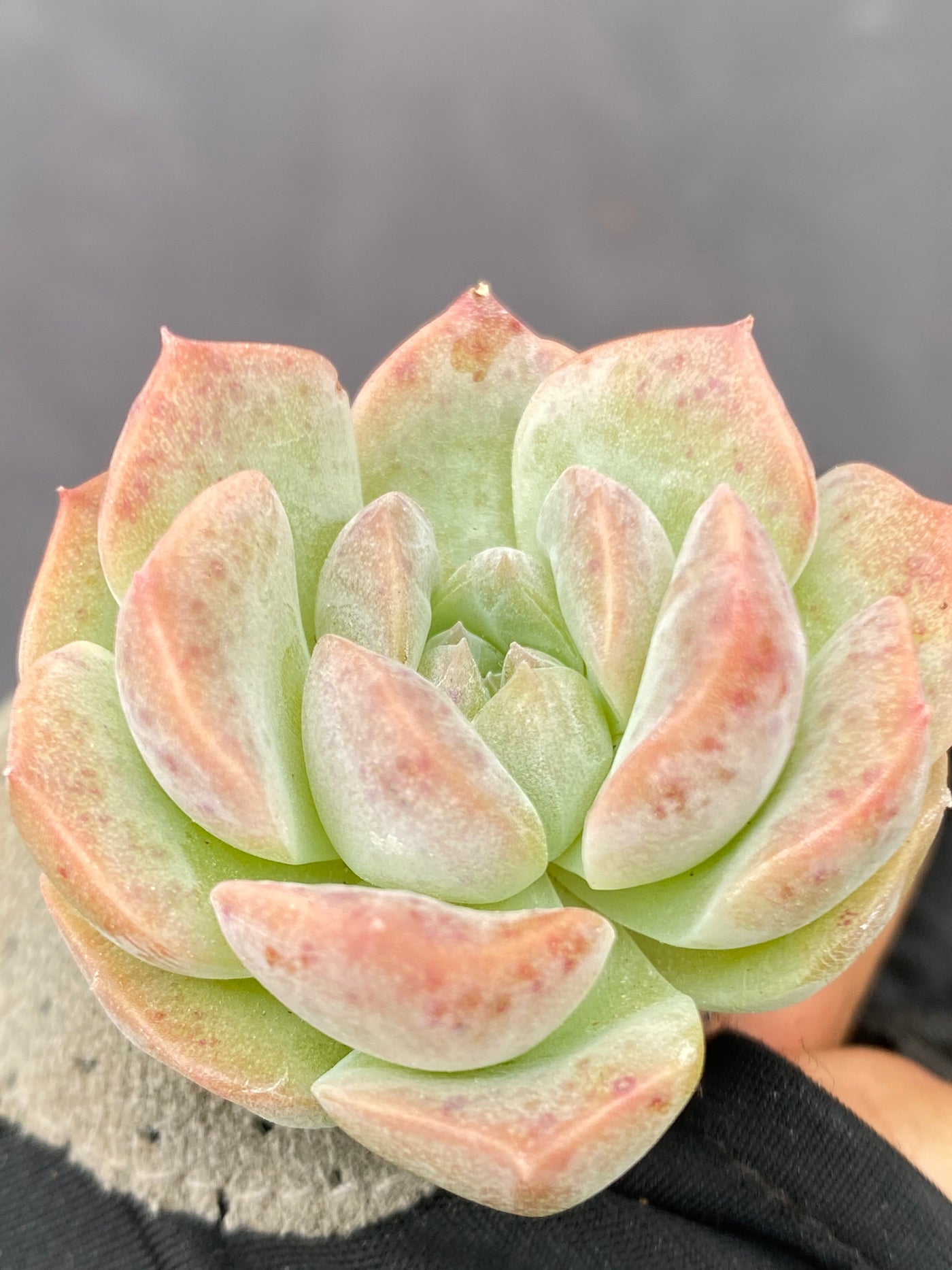 多肉植物 リョウシン 105株セット 品番AB0067