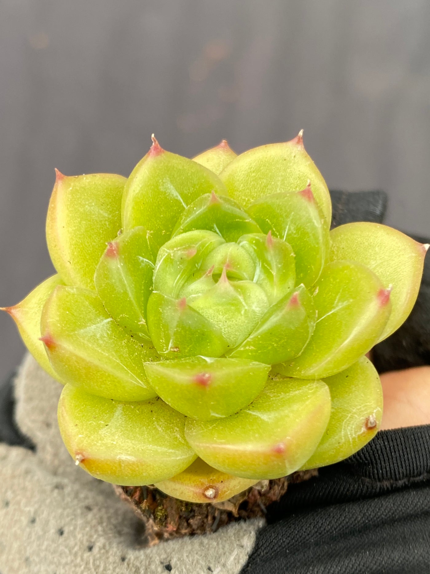 多肉植物 リョクダイヤ 105株セット 品番AB0068