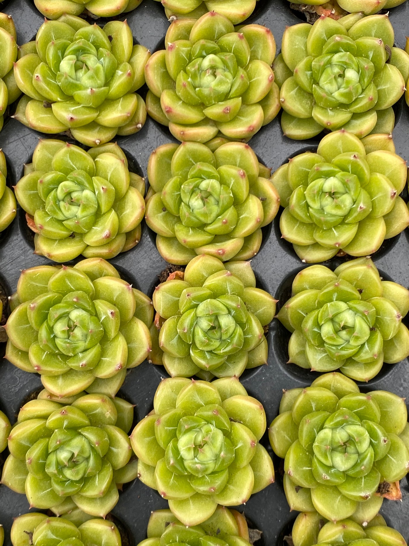 多肉植物 リョクダイヤ 105株セット 品番AB0068