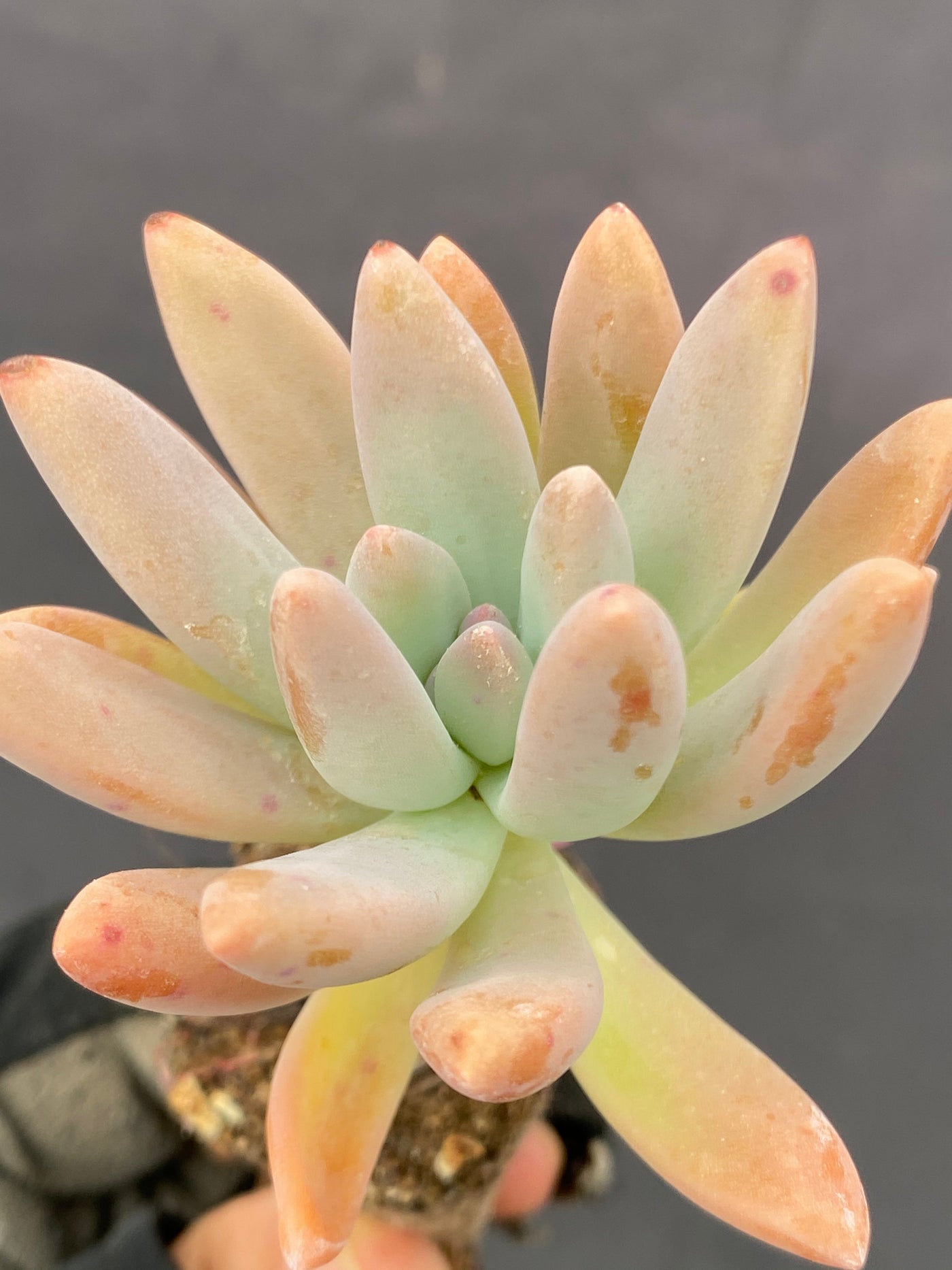 多肉植物 シュウレイ 72株セット 品番AB0069