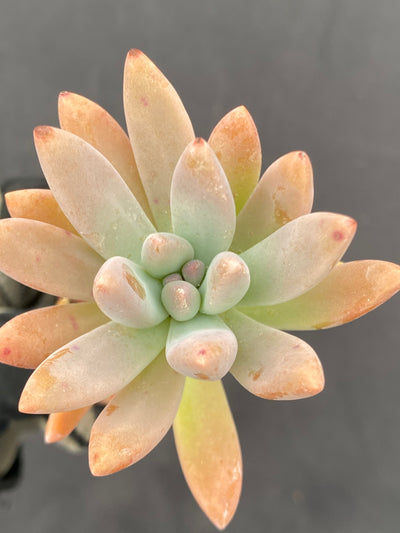 多肉植物 シュウレイ 72株セット 品番AB0069