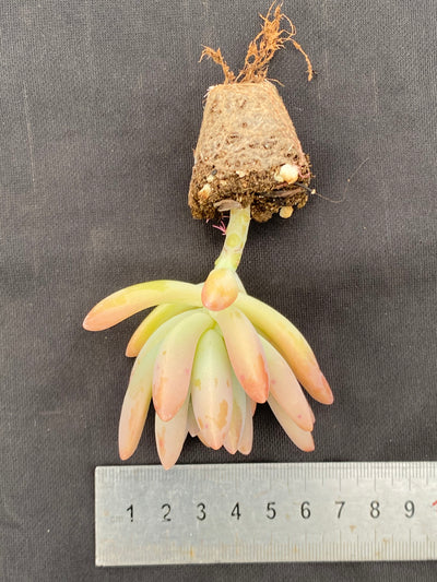 多肉植物 シュウレイ 72株セット 品番AB0069