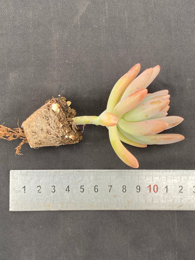 多肉植物 シュウレイ 72株セット 品番AB0069