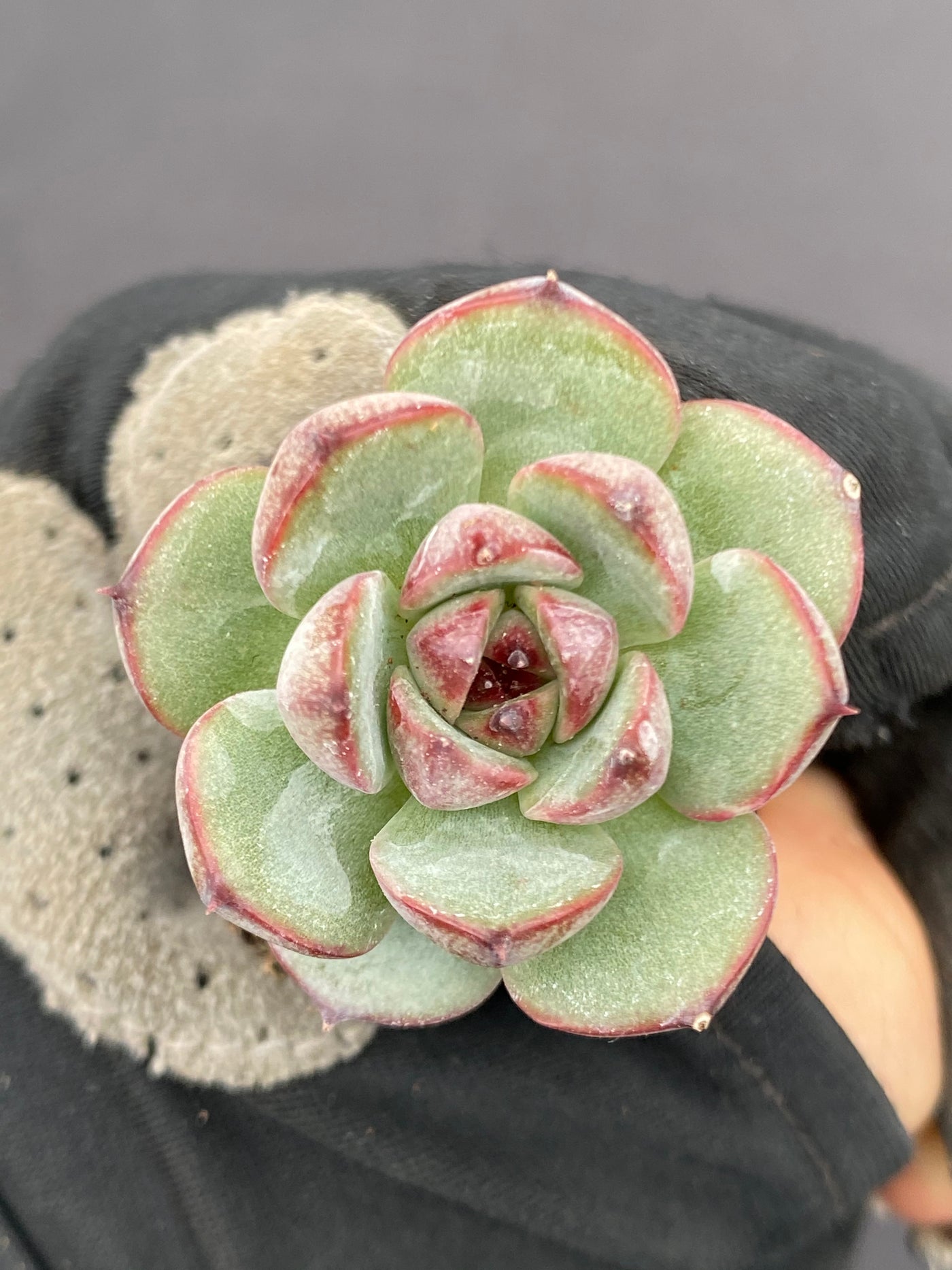 多肉植物 サンカ 105株セット 品番AB0070