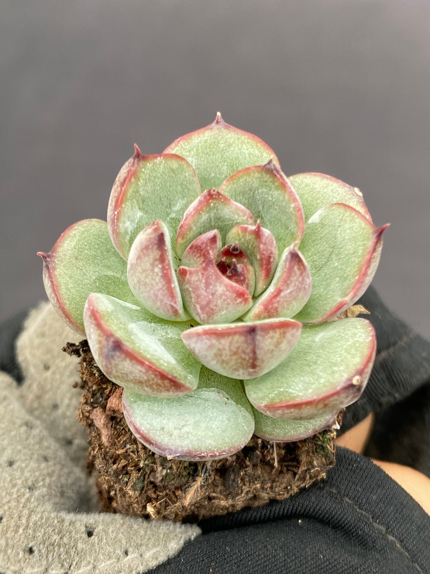 多肉植物 サンカ 105株セット 品番AB0070