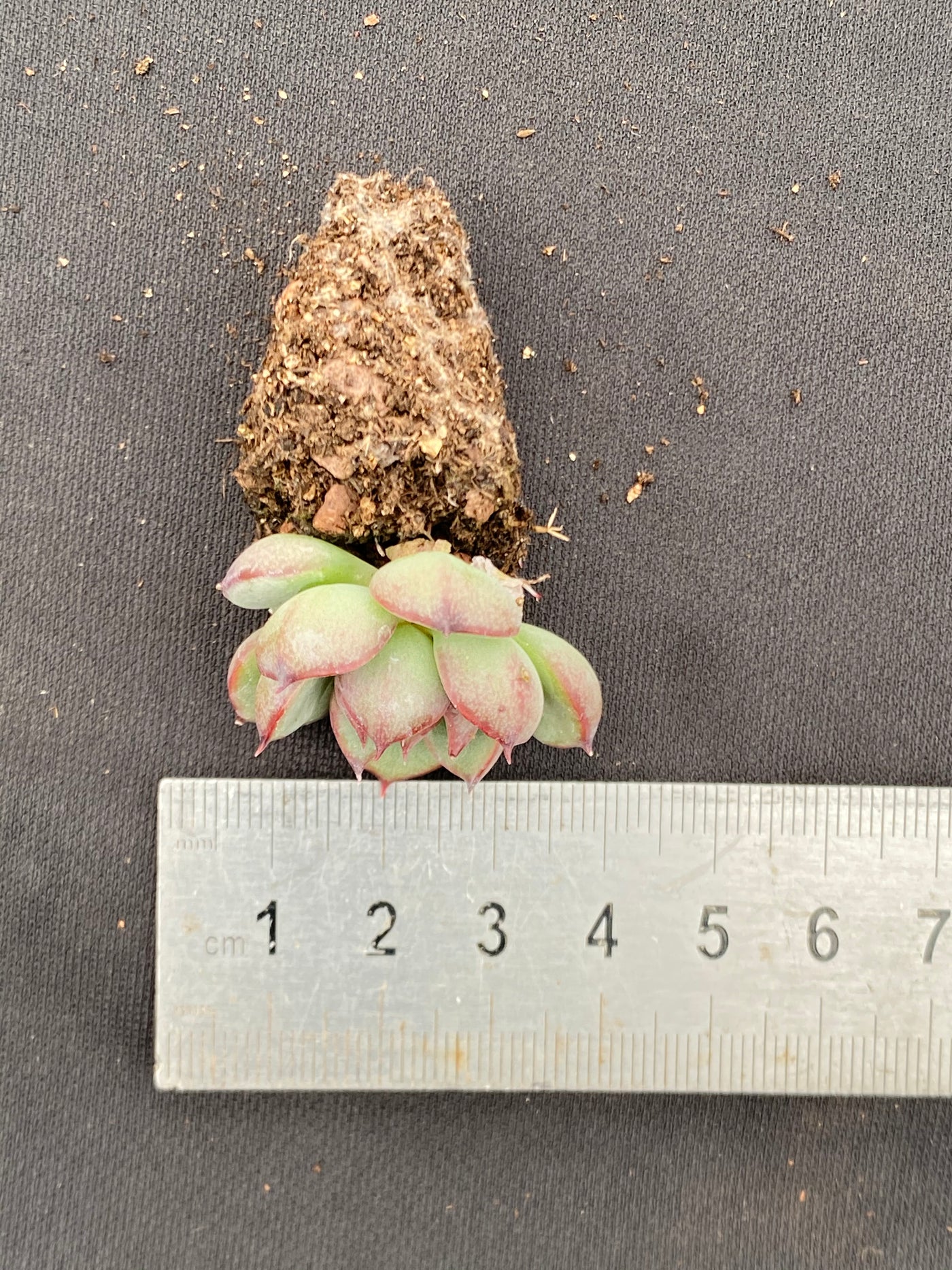 多肉植物 サンカ 105株セット 品番AB0070