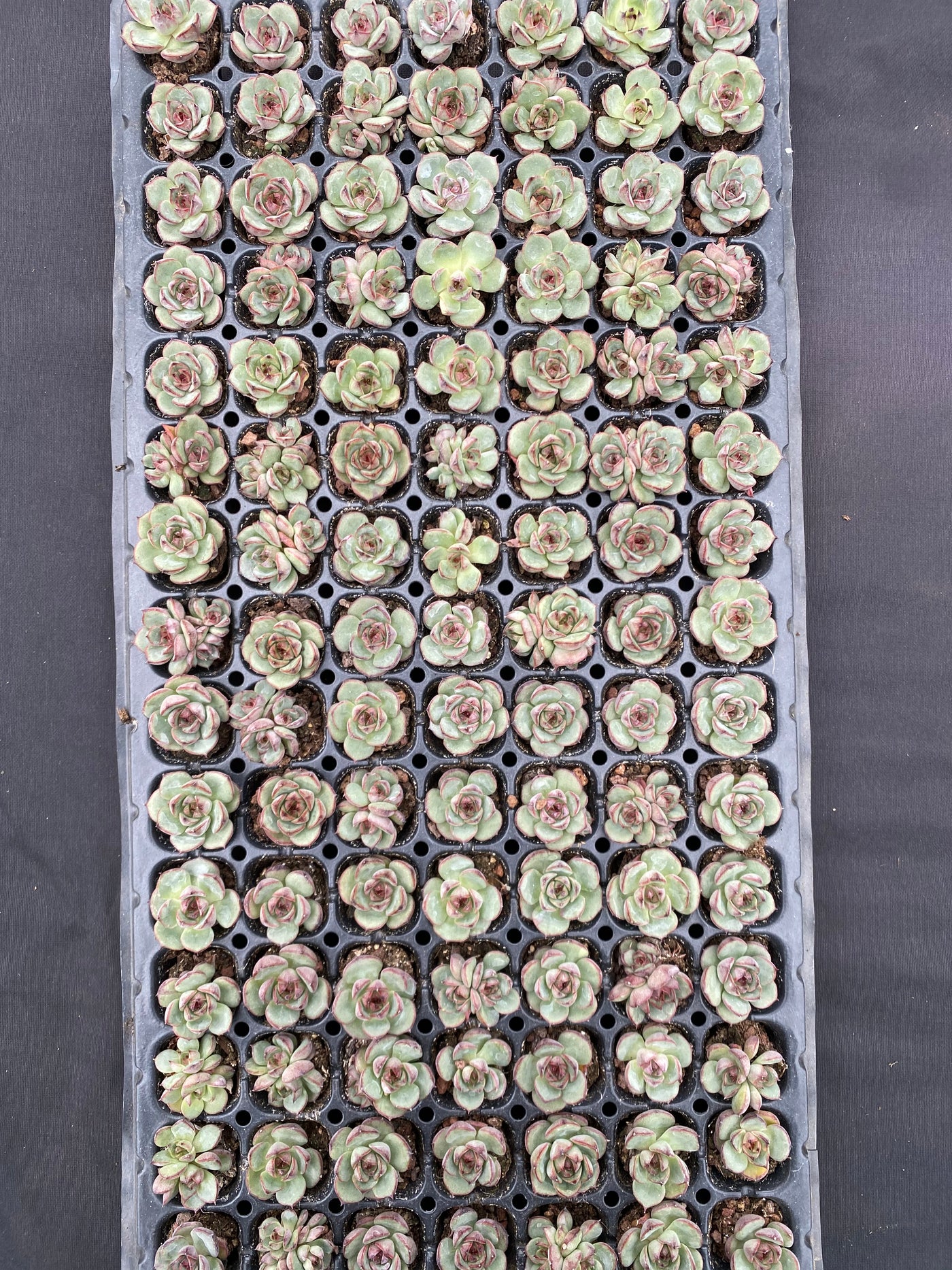多肉植物 サンカ 105株セット 品番AB0070