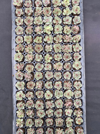 多肉植物 サンカ 105株セット 品番AB0070