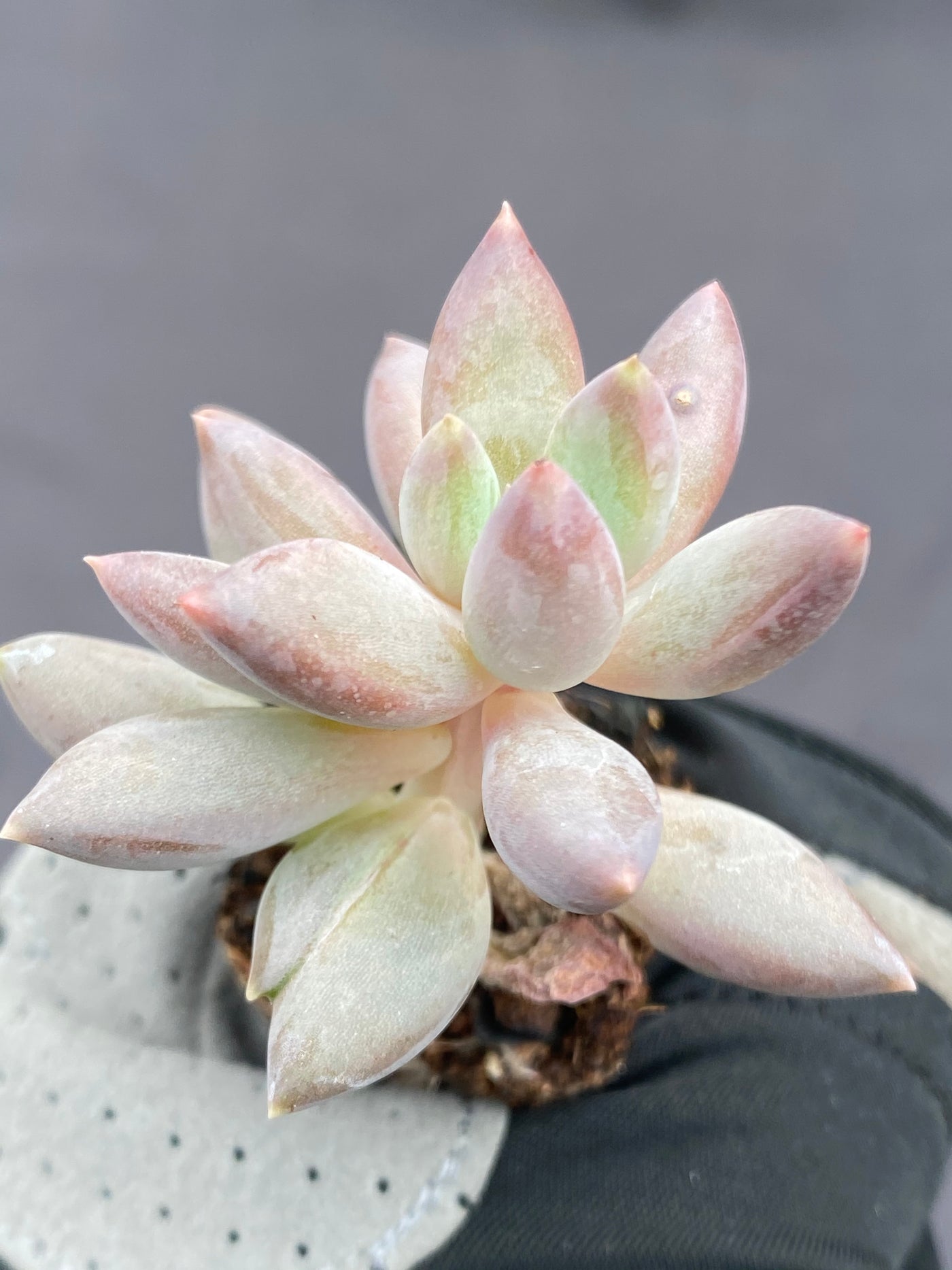 多肉植物 アカトンボ 128株セット 品番AB0071