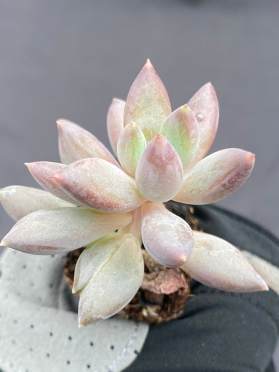 多肉植物 アカトンボ 128株セット 品番AB0071
