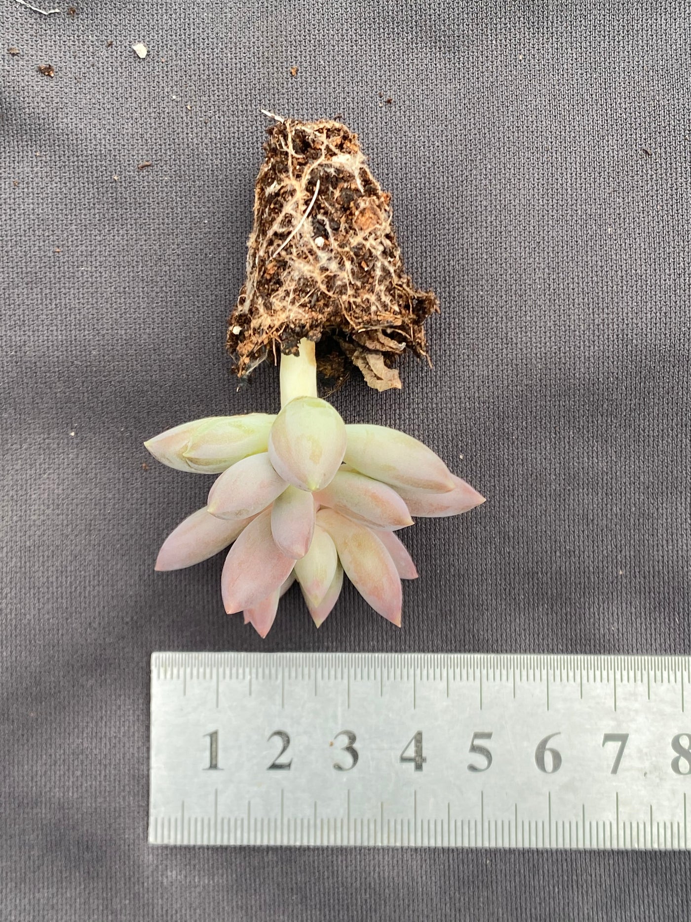 多肉植物 アカトンボ 128株セット 品番AB0071