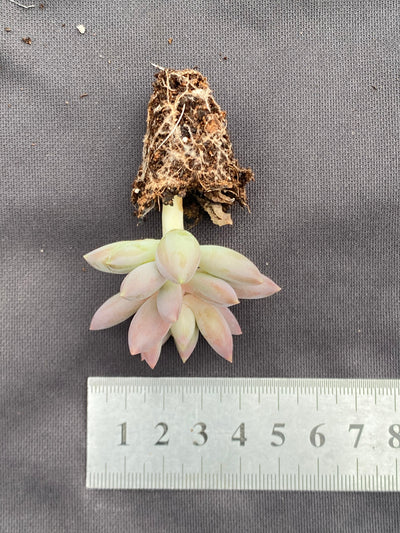 多肉植物 アカトンボ 128株セット 品番AB0071