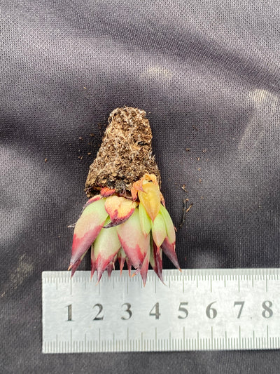 多肉植物 ウボク 128株セット 品番AB0072