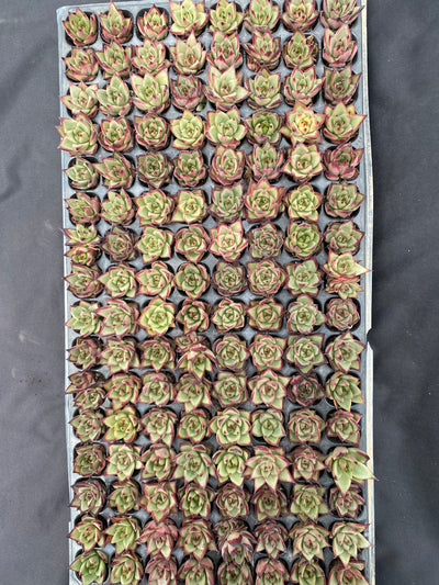 多肉植物 ウボク 128株セット 品番AB0072