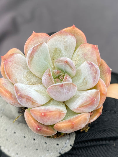 多肉植物 アカコイ 105株セット 品番AB0073