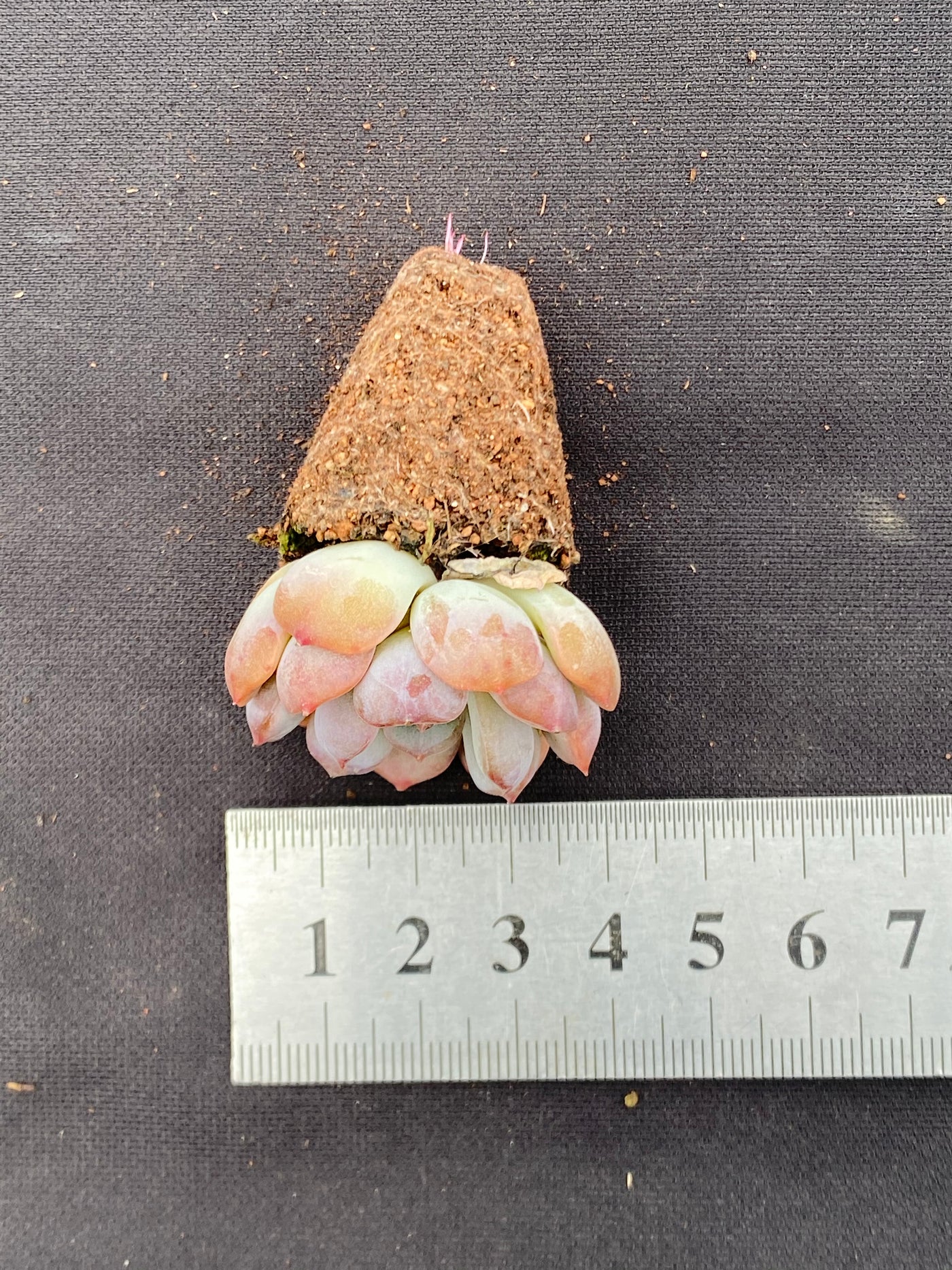 多肉植物 アカコイ 105株セット 品番AB0073