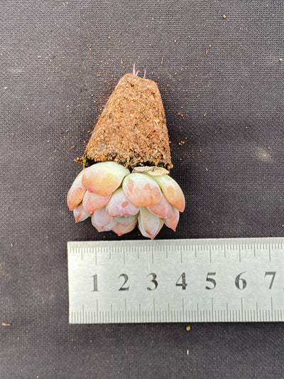 多肉植物 アカコイ 105株セット 品番AB0073