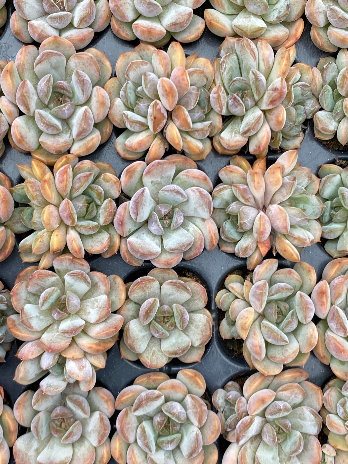 多肉植物 アカコイ 105株セット 品番AB0073