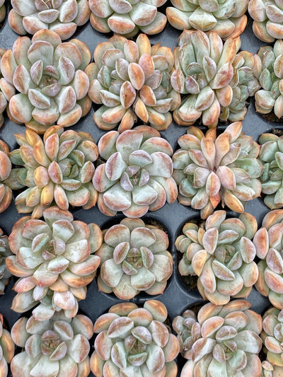 多肉植物 アカコイ 105株セット 品番AB0073